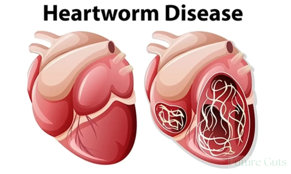 Heartworm Disease