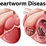 Heartworm Disease