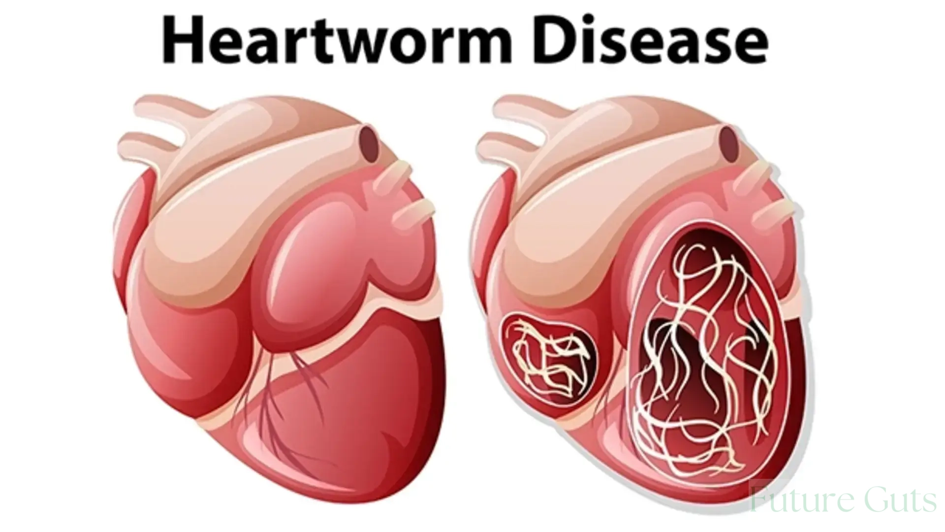 Heartworm Disease