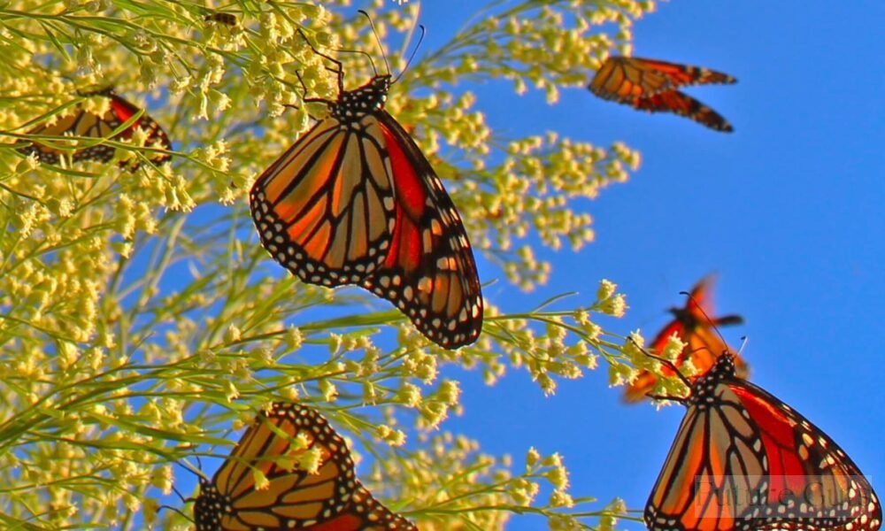 Monarch Butterflies