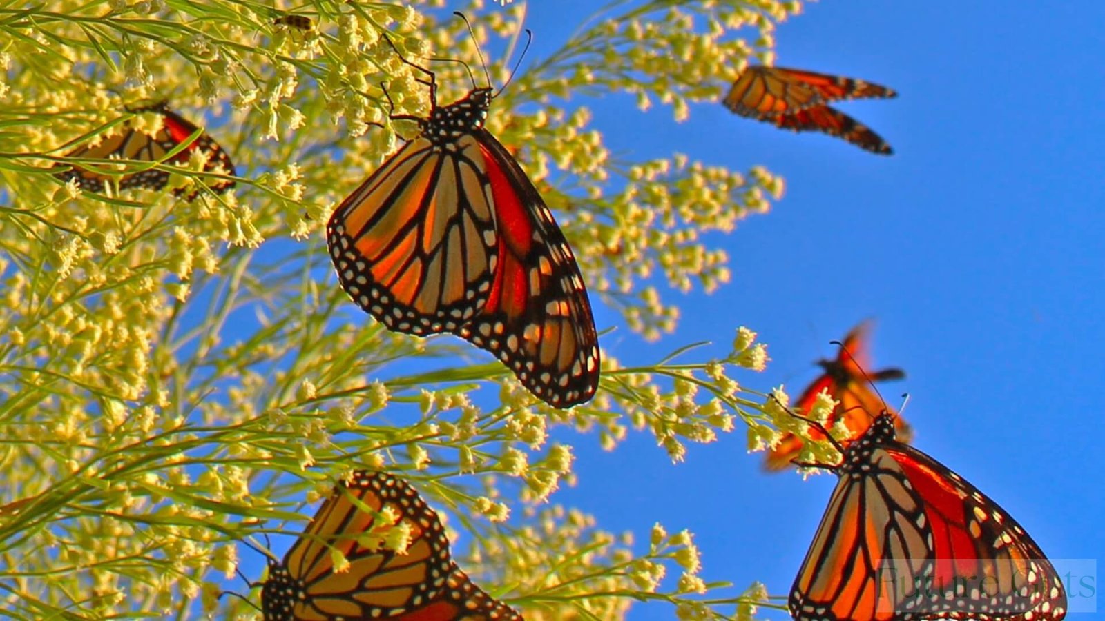 Monarch Butterflies