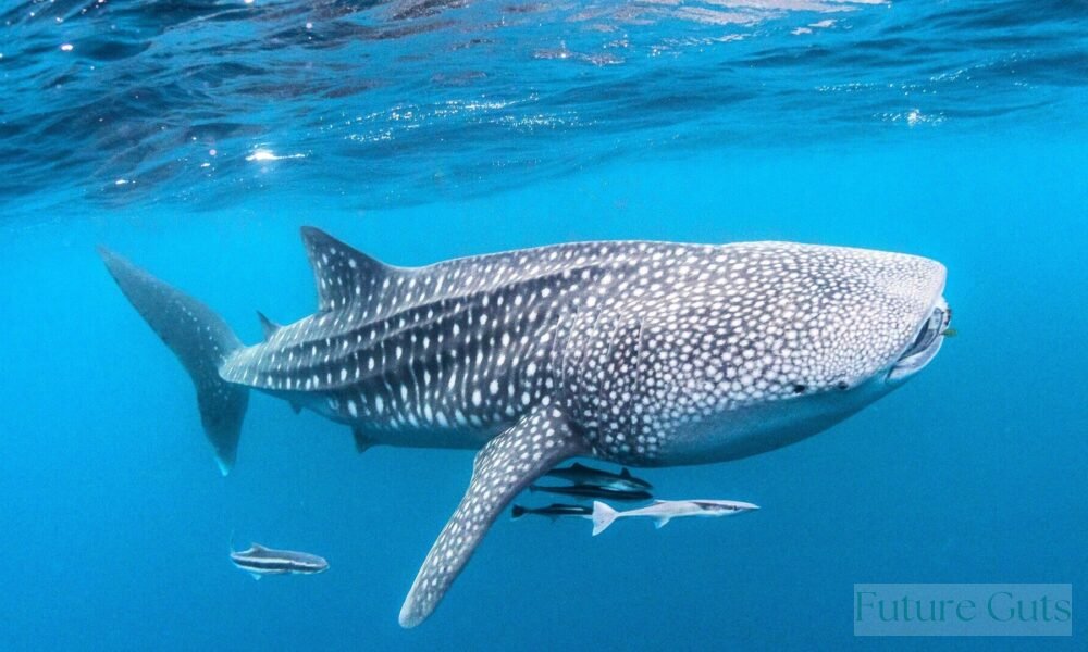 Whale Sharks